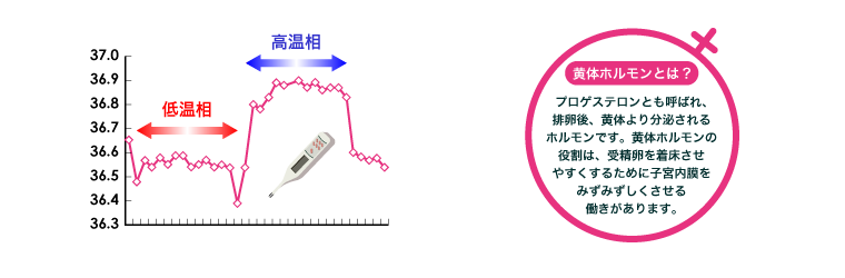 黄体ホルモンとは